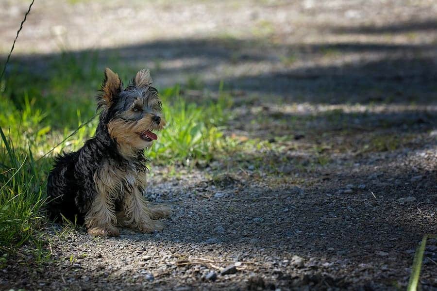 Black and tan Yorkshire terrier sitting on green grass and gray asphalt
