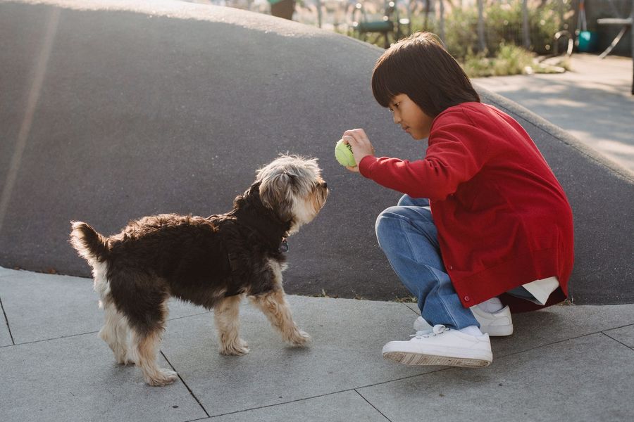 Little boy showing the ball to his Yorkshire Terrier for his play and exercise