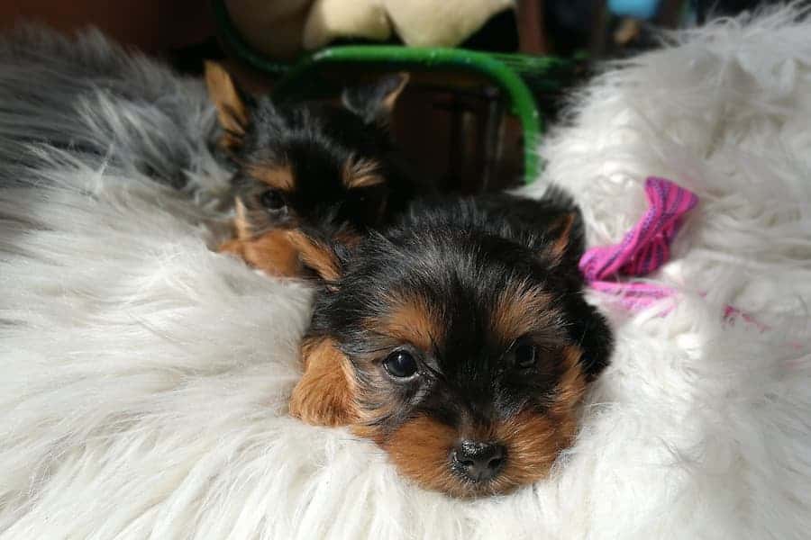 what dog will work best with my yorkie