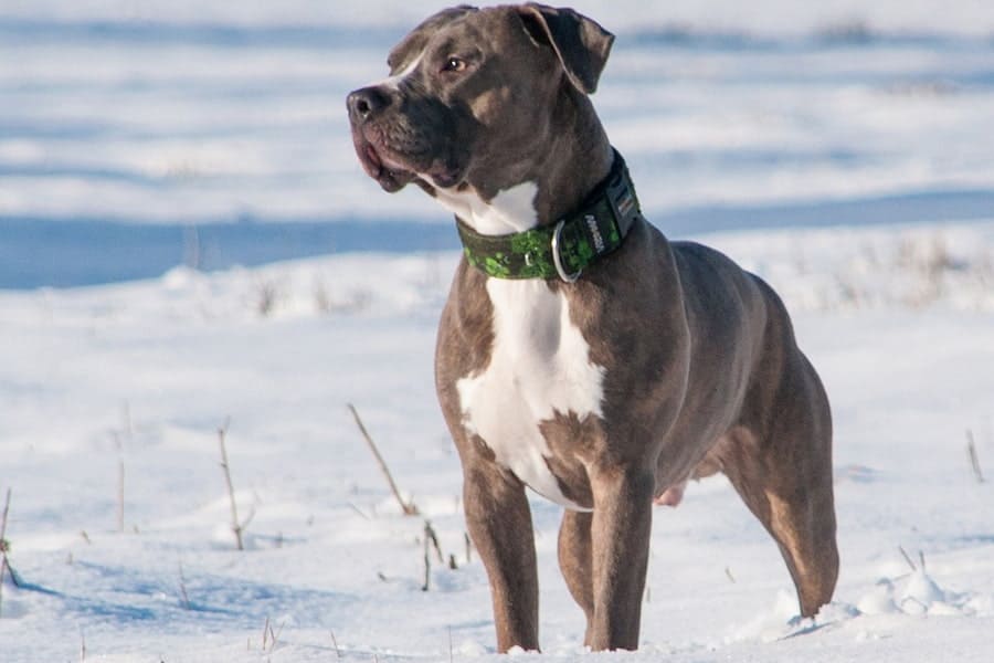 American Pit Bull Terrier standing on snow