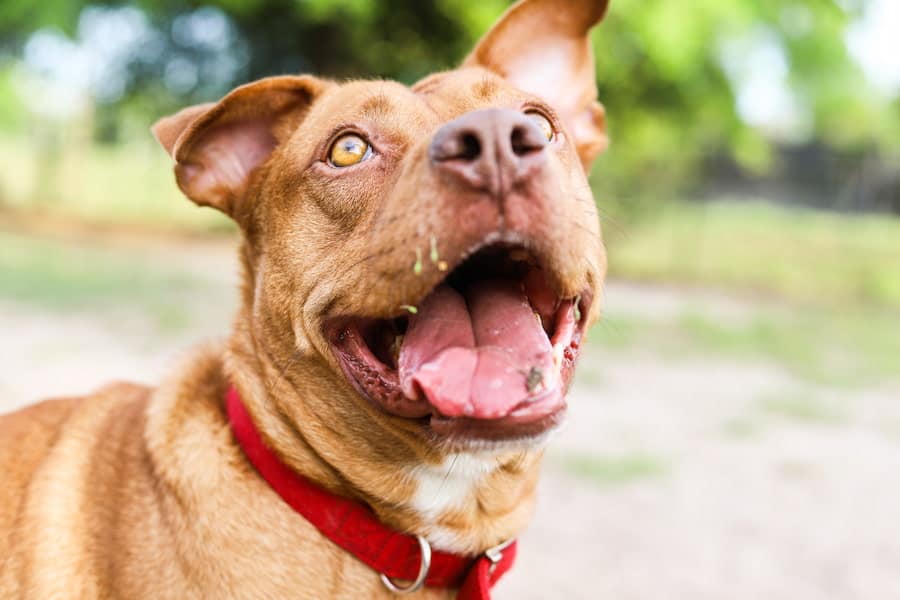 A happy American Pit Bull Terrier