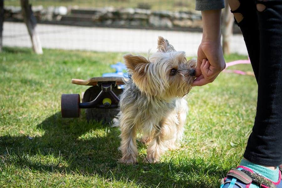 Yorkshire Terrier being trained