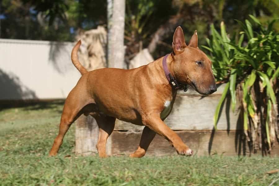 Cute little Bull terrier walking on grass