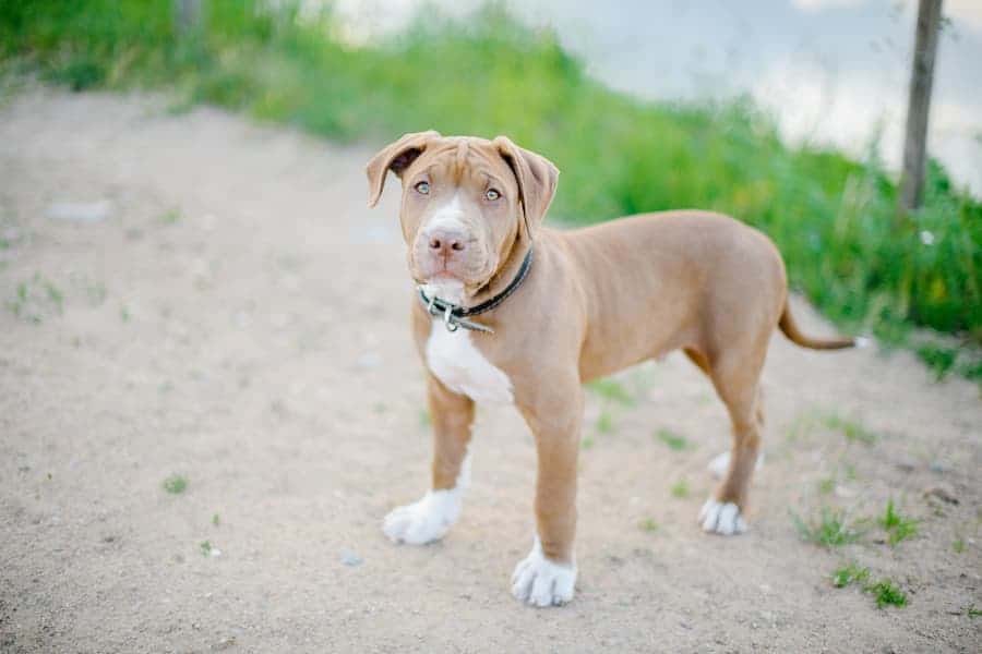 Cute Pitbull with black collar