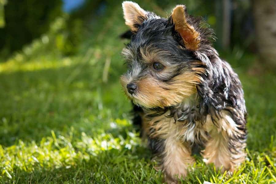 Yorkshire terrier having fun in grass