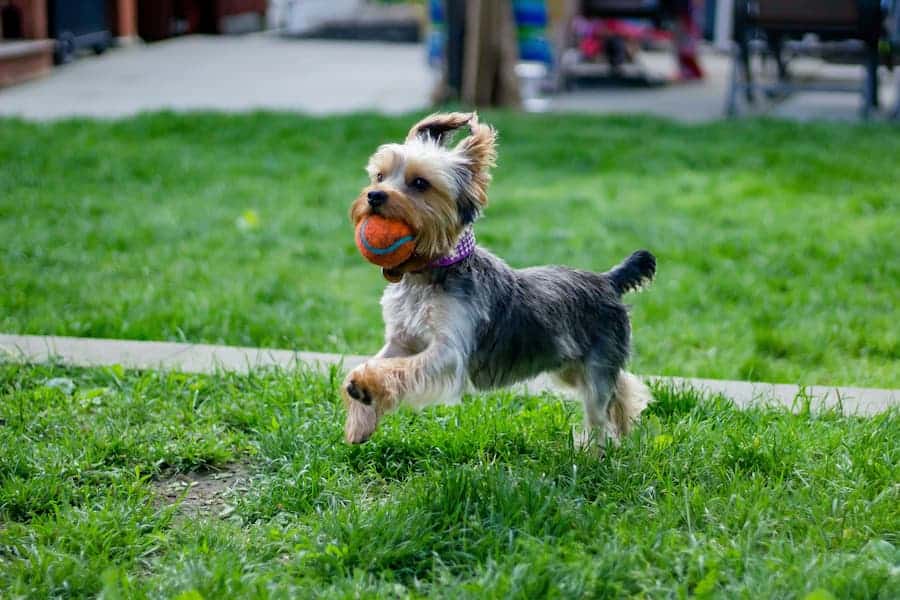 are yorkies born with tails