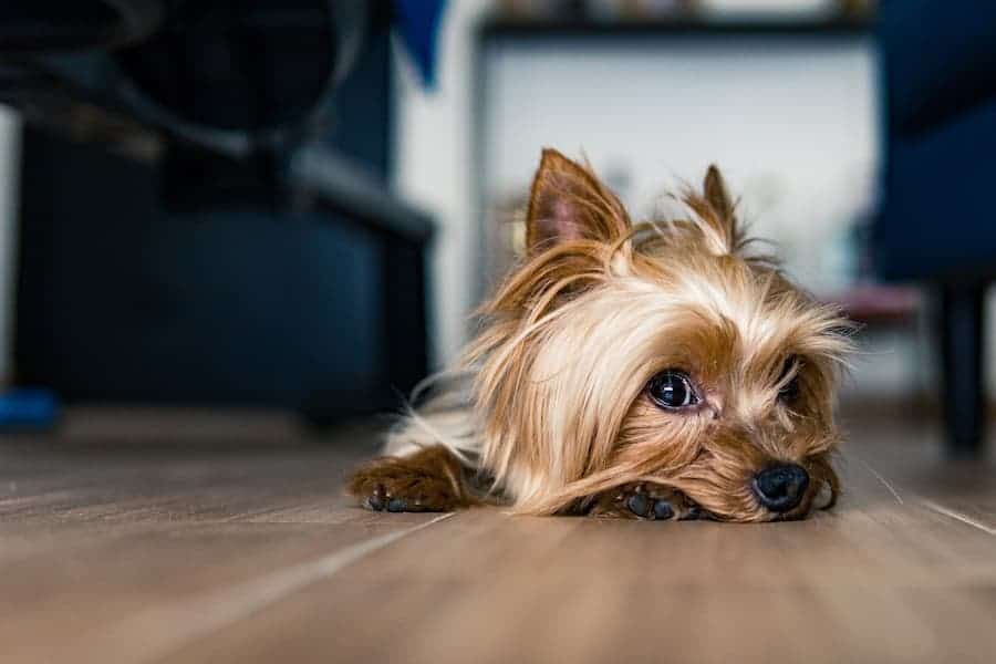 are yorkies born with long tails