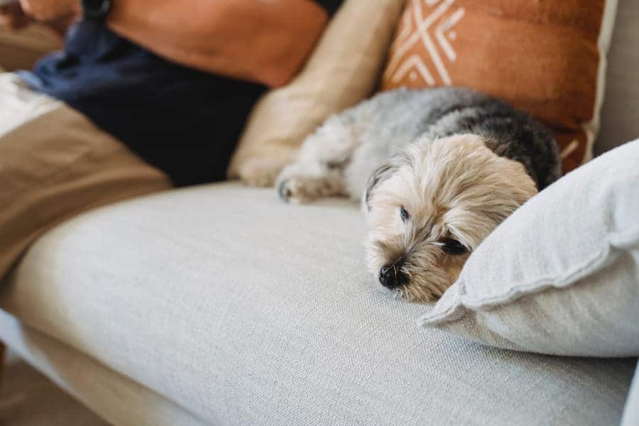 A tri-colored Yorkshire terrier is resting near a gray pillow on a gray couch