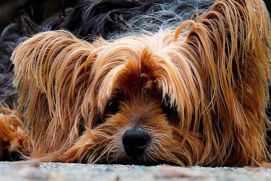 Black and tan colored Yorkshire terrier with moist black nose resting on the rough floor