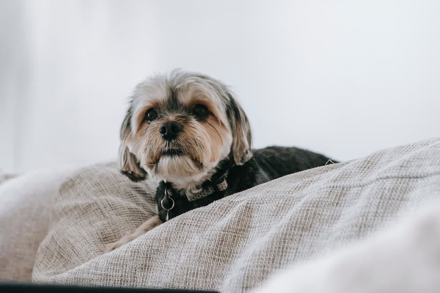 A tri-colored Yorkshire terrier with a black and white polka-dotted dog collar is sitting on a gray bed