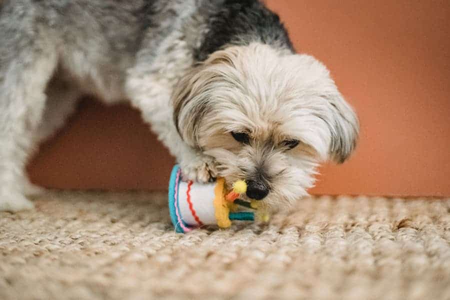 Yorkshire terrier with black and white coatings playing cake toy on a woven fabric