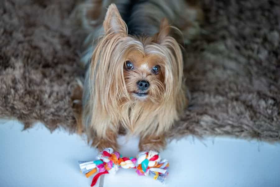 Yorkshire terrier playing with her twisted toy
