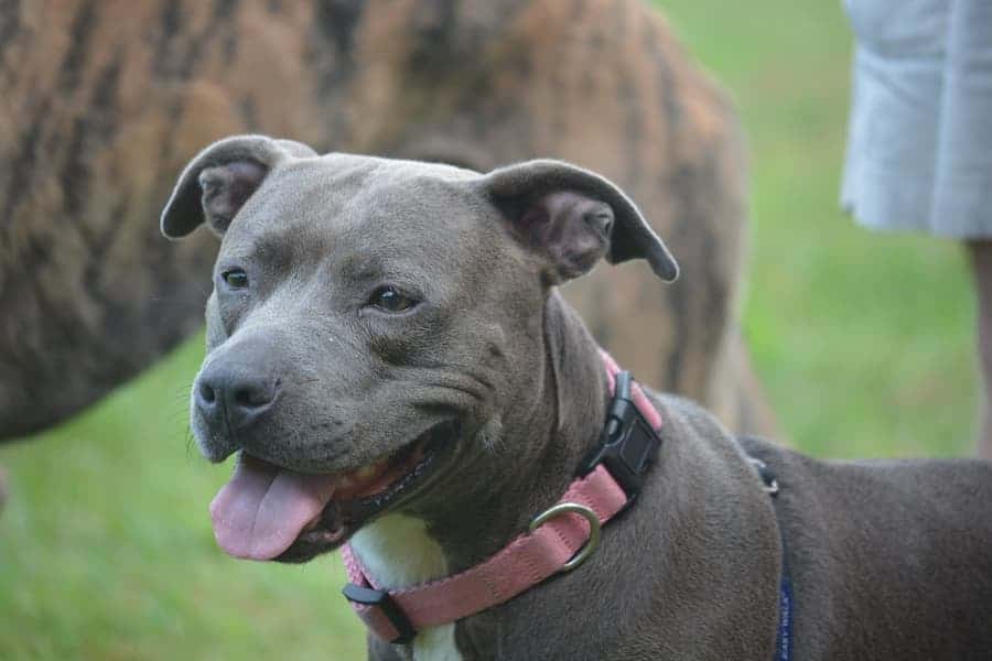 Close-up shot of Staffordshire Bull terrier