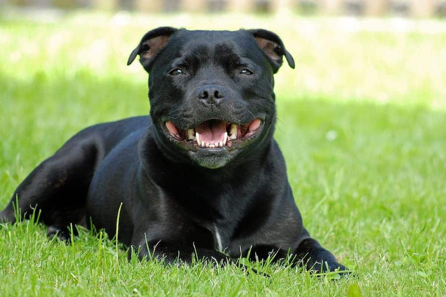 Staffordshire Bull terrier sitting on the grass