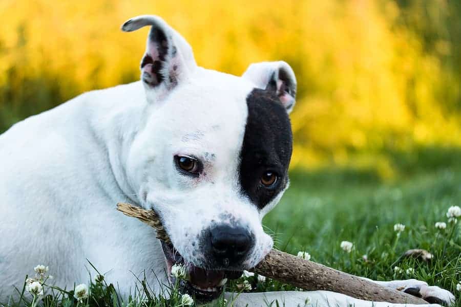 Staffordshire terrier playing piece of branch tree