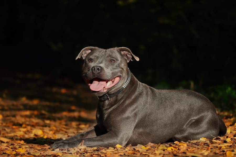 what age do american staffies go on heat