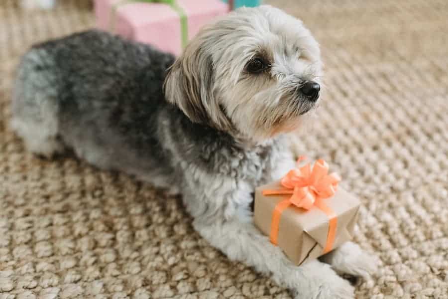 Yorkshire terrier with black and white coatings holding a gift with an orange ribbon