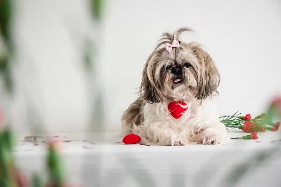 A little Shih Tzu with white and brown coatings wearing a pink ribbon and red heart collar