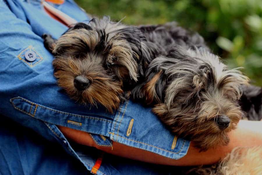 Two Yorkshire terriers resting on their owner