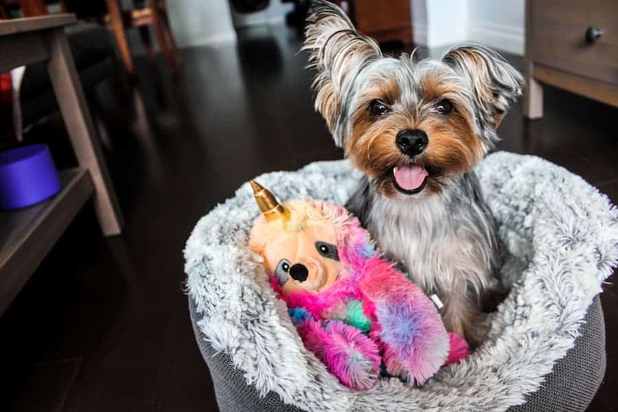 Yorkshire terrier on couch with her cute doll