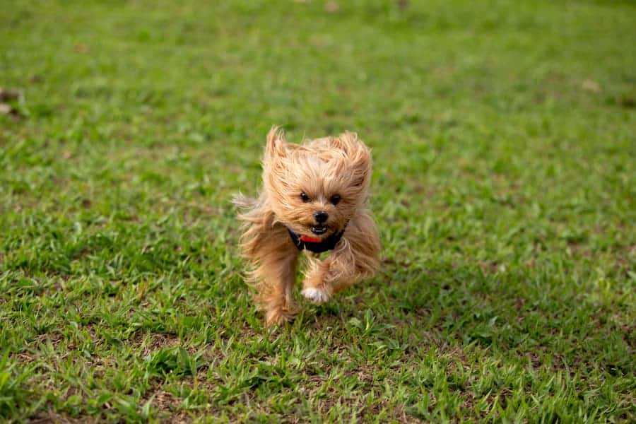 Yorkshire terrier playing on the grass