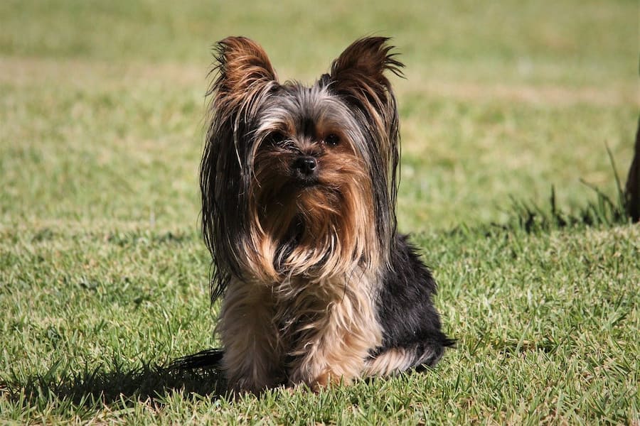 What Are the Characteristics of Yorkies? | Terrier Hub