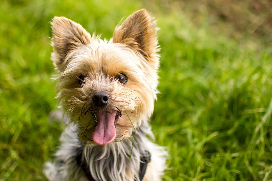 A Yorkshire terrier with its tongue out