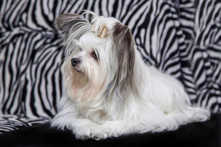 Yorkshire terrier with long white hair