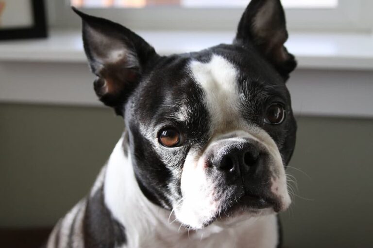 Best Shampoo for Boston Terrier with Skin Allergies [2024 Review
