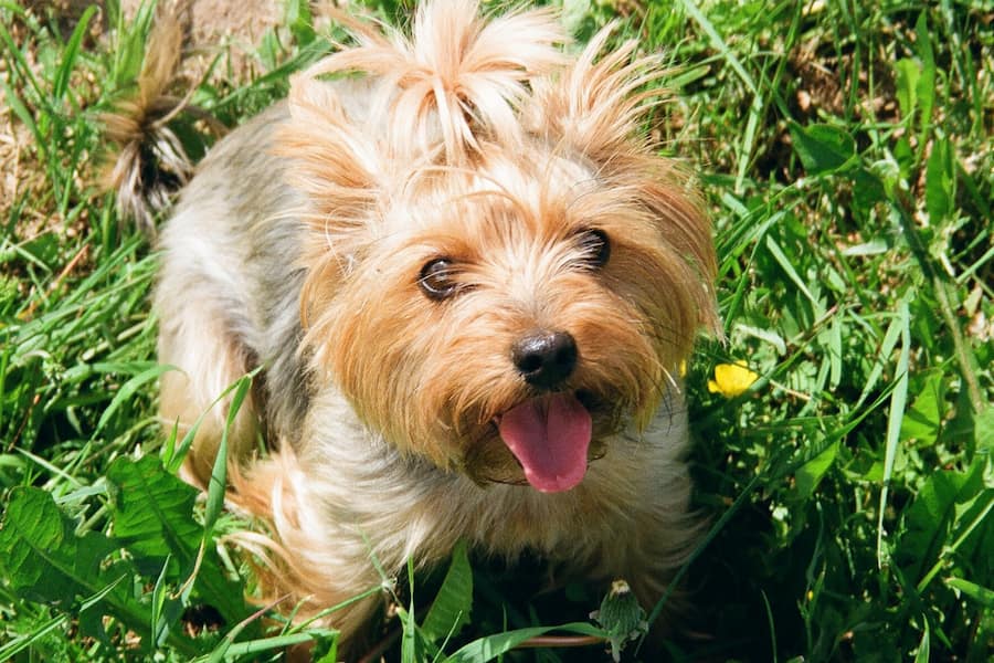 Cute Yorkshire terrier showing her tongue