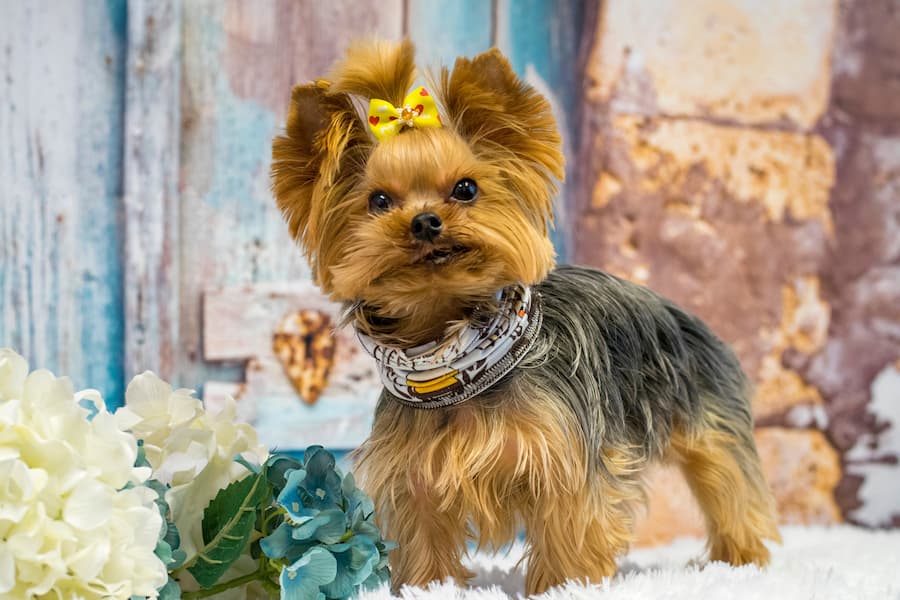 Yorkshire terrier with cute collar and ribbon