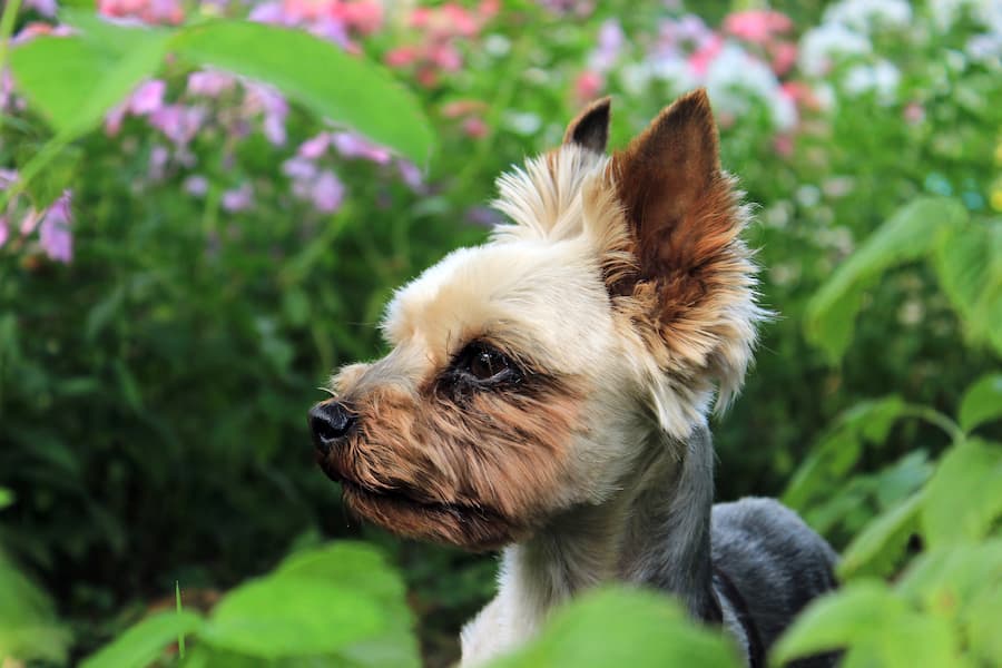 Little Yorkshire terrier playing in garden