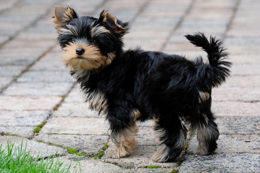 yorkshire terrier teacup grown up