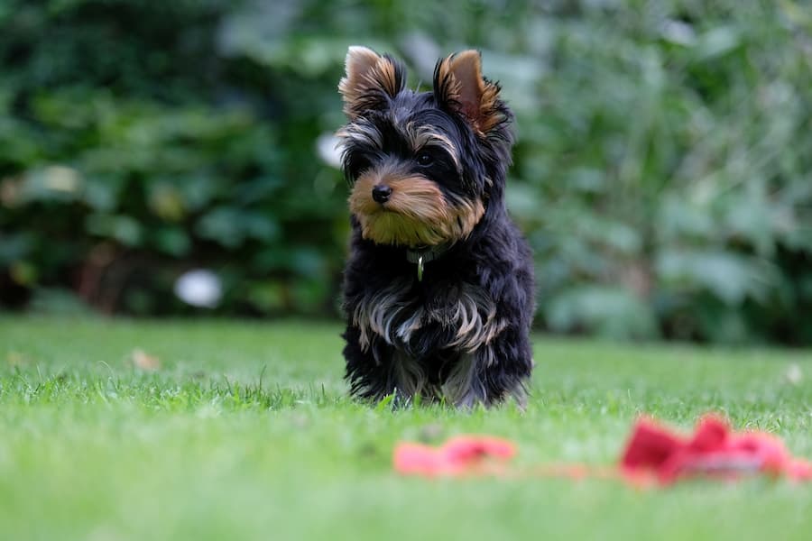 Little black Yorkshire Terrier playing on the grass