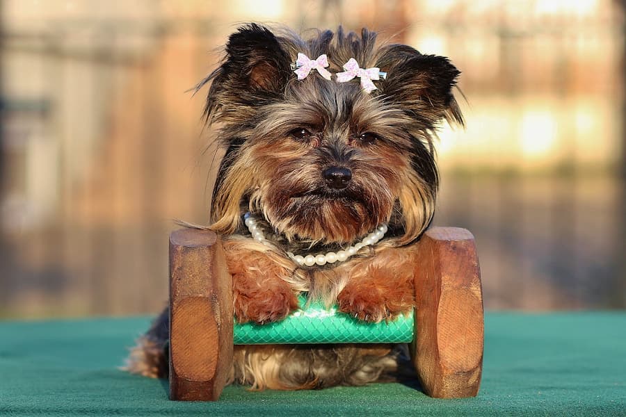 Cute Yorkshire terrier resting on a piece of wood