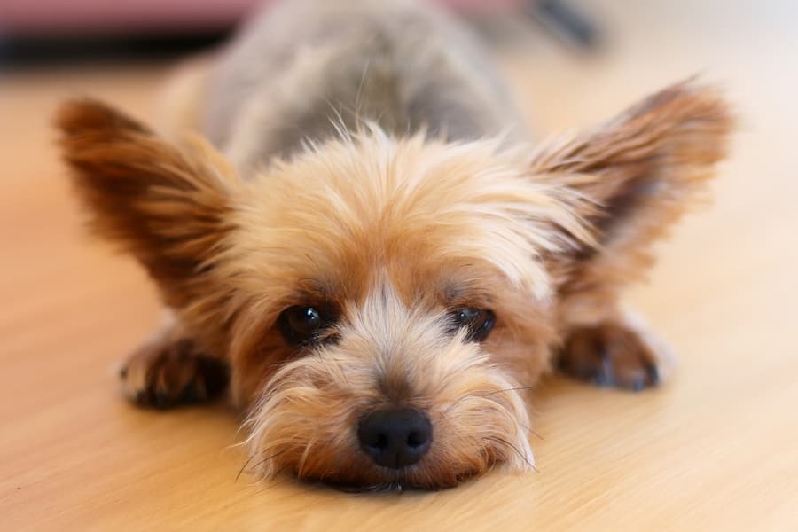 Brown Yorkshire Terrier lying face up on a wooden floor