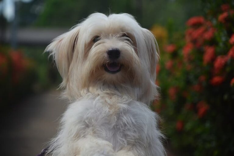 Yorkie vs Shih Tzu Terrier Hub