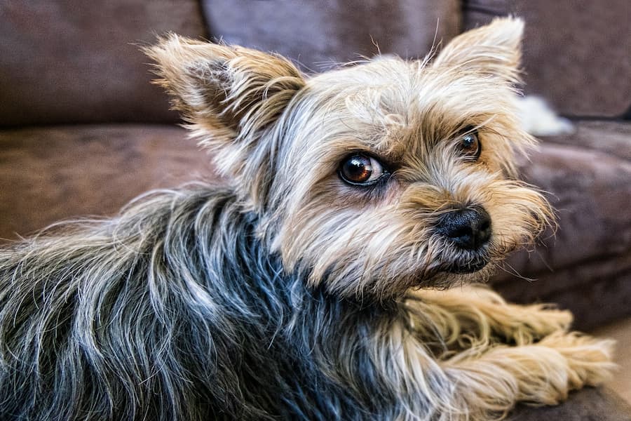 Cute Yorkshire terrier sitting on a couch