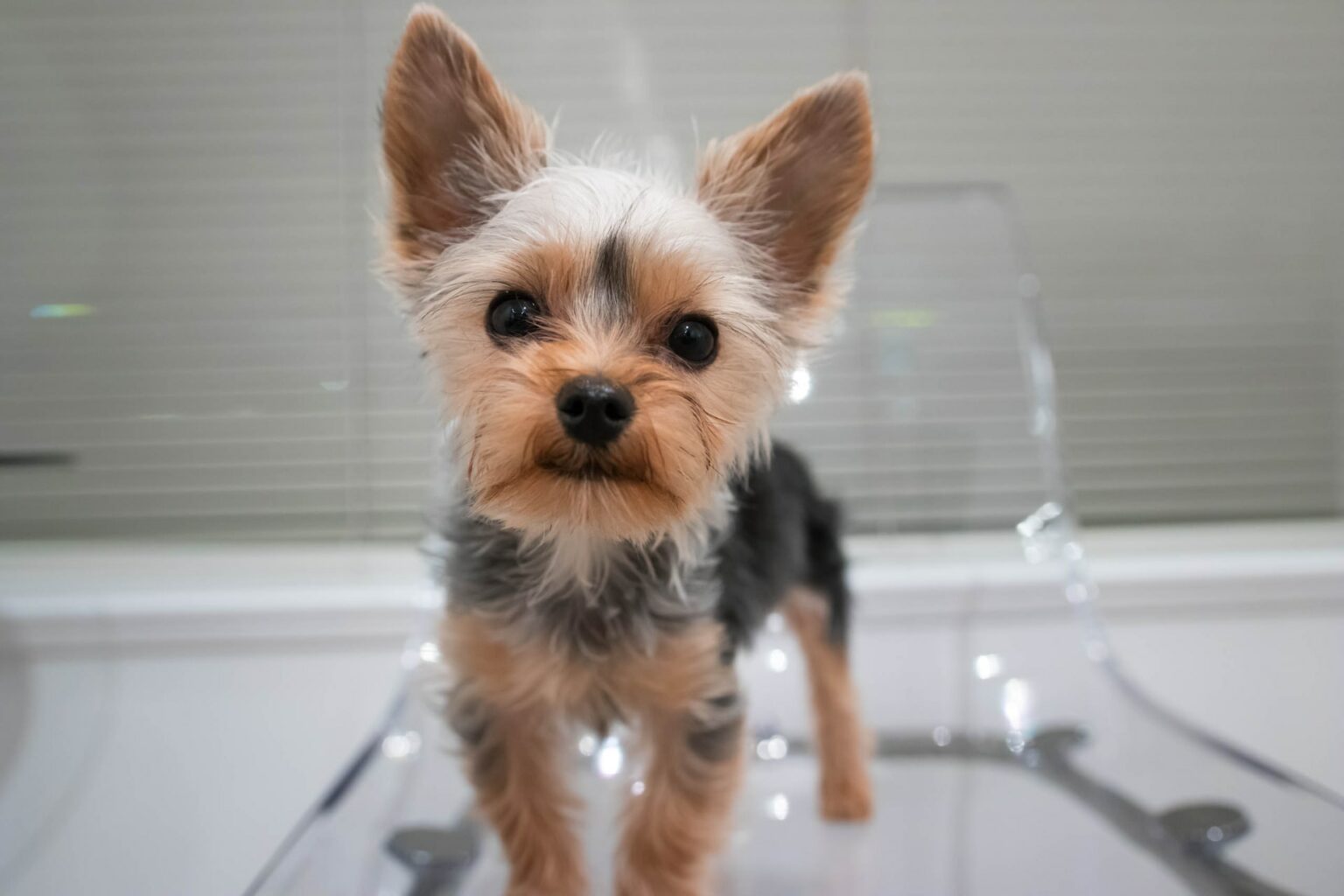 How to Shave My Yorkshire Terrier Terrier Hub