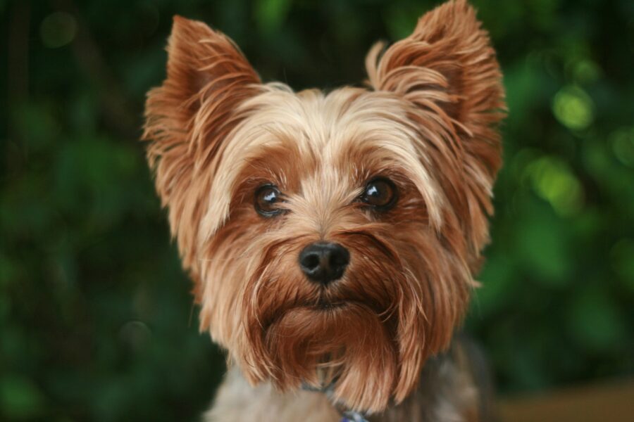 How to Shave My Yorkshire Terrier Terrier Hub