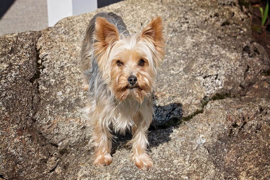 A Yorkshire terrier standing on a rock