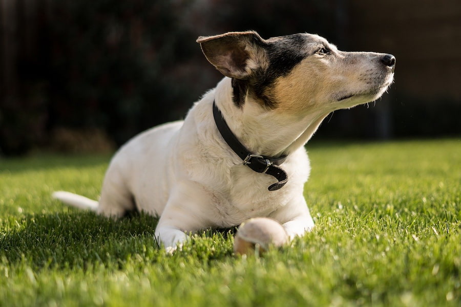 A black and white Jack Russell
