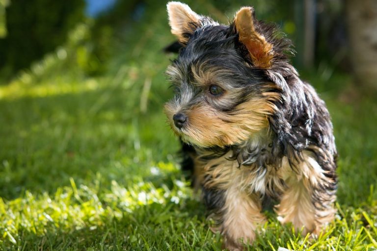 What Are Yorkie Knee Problems? Terrier Hub
