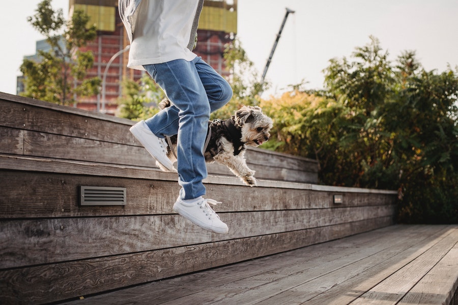 Yorkie jumping with owner