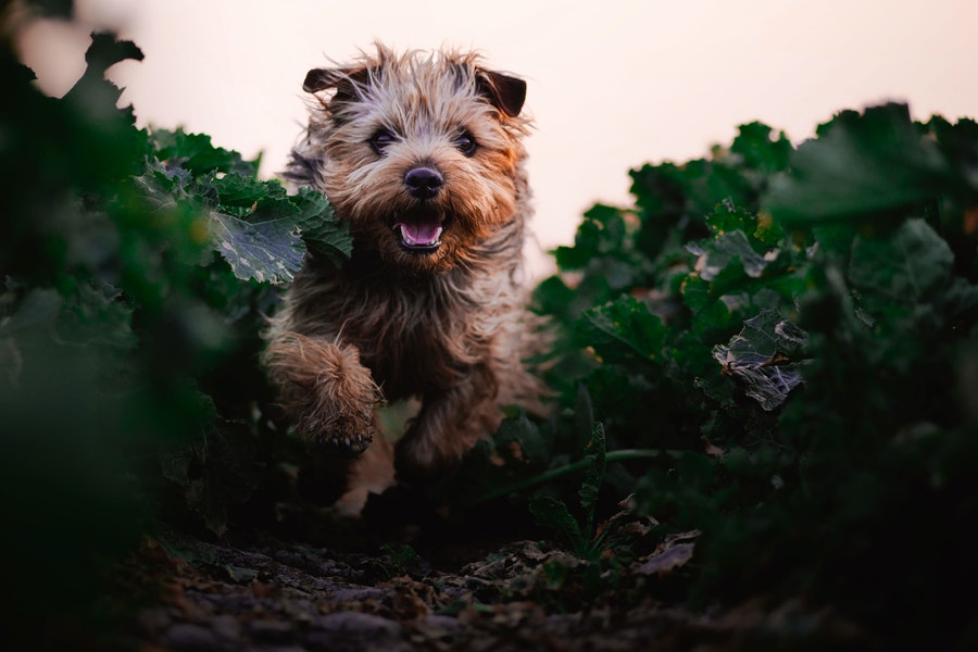 Happy yorkie jumping on fields