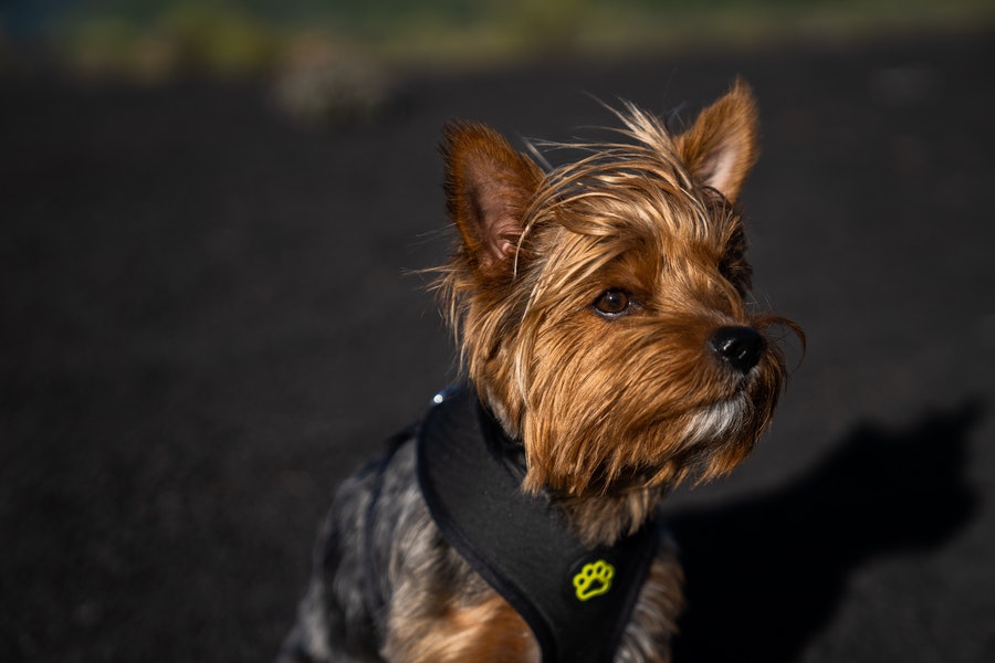 A black-brown colored yorkie looking straight