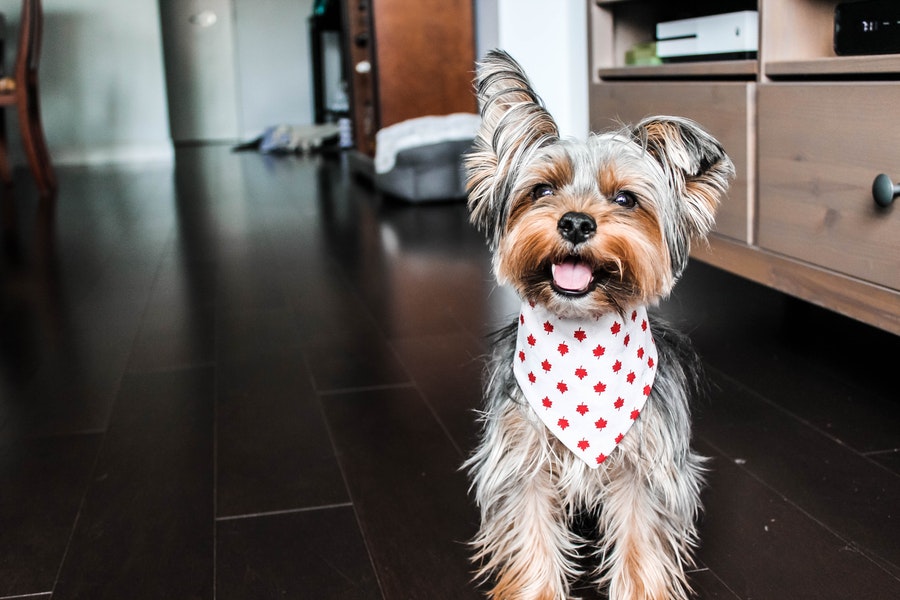 A happy Yorkshire Terrier puppy