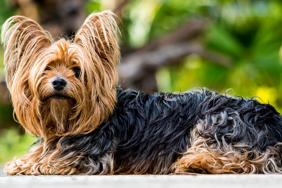 A black and brown colored Yorkshire Terrier