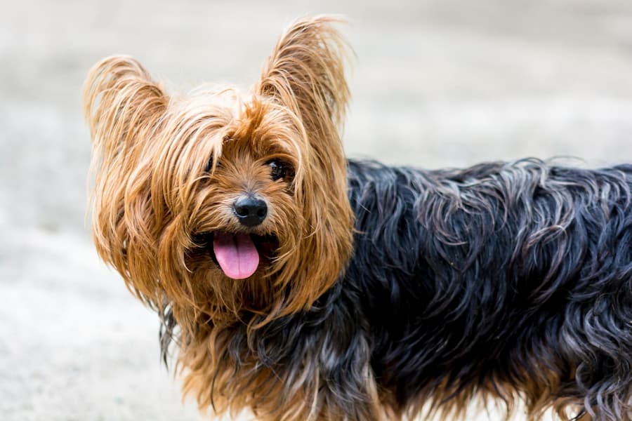 Tan and black colored Yorkshire terrier puppy showing its pink tongue while standing on a gray concrete floor