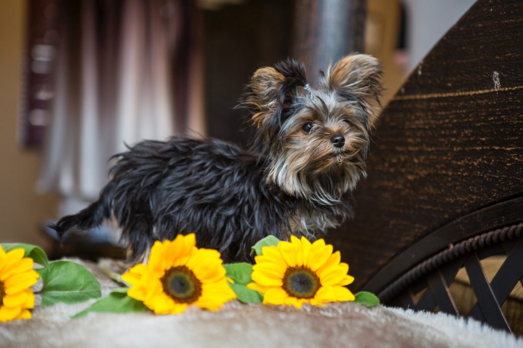 Tri-colored Yorkshire terrier standing near a fake sunflower on top of a brown carpet